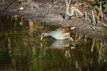 gallinule gets a drink