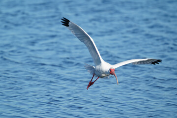 Fototapeta na wymiar white ibis in flight