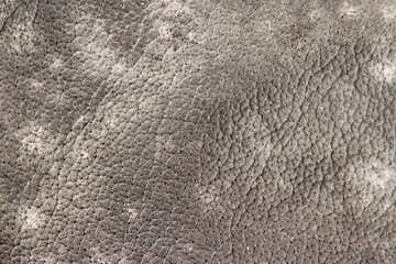 Formation Of Mould On Leather