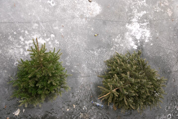2010 christmas trees