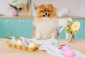 cute Spitz was preparing for Easter, painting eggs and getting dirty with multi-colored paint. cute white red fluffy dog ​​sits at the ready Easter table