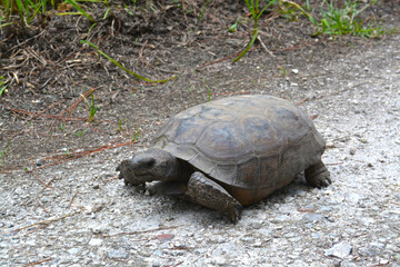 Obraz premium Endangered Florida Gopher Tortoise