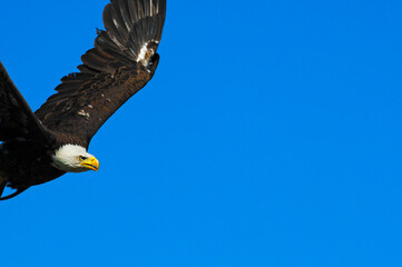 Flying Bald Eagle Haliaeetus Leucocephalus