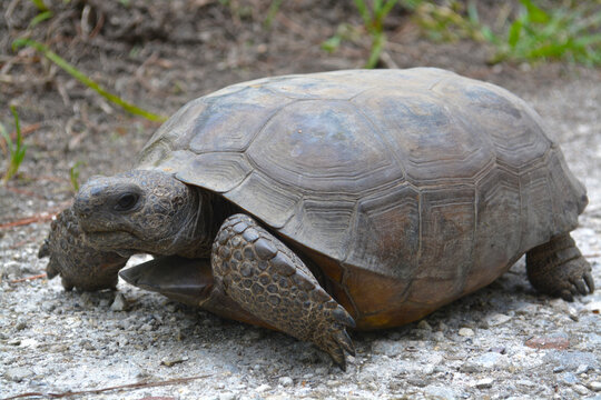 Gopher Tortoise