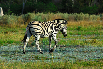 Zebra Roaming In The African Savannah, National Park, Africa