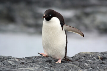 Adelie penguin on the firm shore of Stonington Island Antarctica