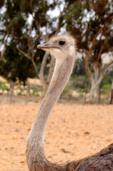 Female Ostrich, Struthio Camelus, Ostrich Farm, South Africa