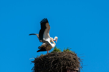 Fototapeta premium Stork birds on the nest on a beautiful day on the blue sky background