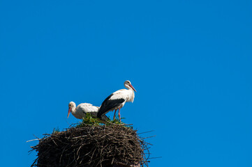 Stork birds on the nest on a beautiful day on the blue sky background