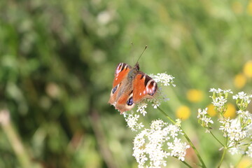 butterfly on a white budded flower