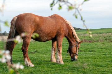 Obraz premium wild horse on a large meadow with beautiful scenery of blue sky and quiet at sunrise