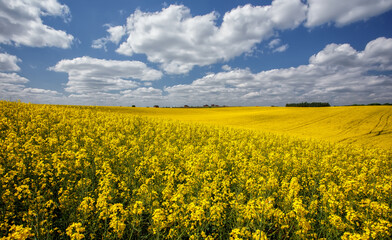 Beautiful panoramic view of blooming yelow canola field with perfect blue sky. Wonderful Agriculture concept. Rapeseed field in sunny day. Spring countryside. Harvest concept. Amazing nature landscape