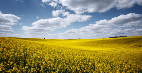 Obraz premium View on agriculture field with canola blossoming field at sunny day. Rich Harvest Concept. Rural Landscape under shining sunlight. Great counryside with blue sunny sky with clouds. Used as background