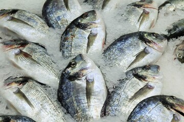 Fresh Dorado fish laid out on ice 