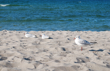 seagulls sitting in the  sand in the evening sun