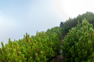 alpine pine in the landscapes of the mountains on a sunny day