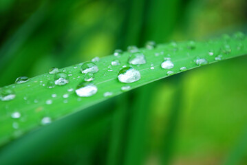 green leave with waterdrops