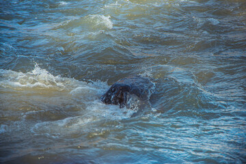 Fototapeta premium photo of the surface of the river. Water texture. Mountain river, spray and waves. Waves of green, blue and gray. Calm and tranquility. Fast flow of water,