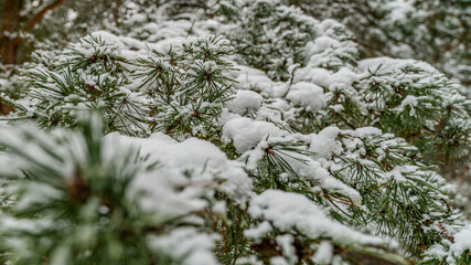 Igły drzewa pokrytego śniegiem. Delikatne gałązki