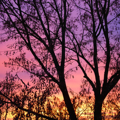 colorful sunset in winter with a tree