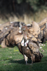 The griffon vulture (Gyps fulvus) with prey in the background of other vultures. A large vulture in the foreground with its head contaminated with blood and excrement during feeding.