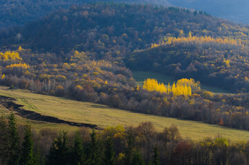 Obraz premium Autumn forest landscape with bright yellow trees