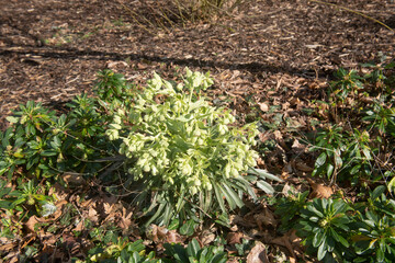 Spring Flowers of the Evergreen Stinking Hellebore Plant (Helleborus foetidus) Growing in a Herbaceous Border Covered with Mulch in a Woodland Garden in Rural Devon, England, UK