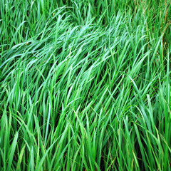 green grass blades