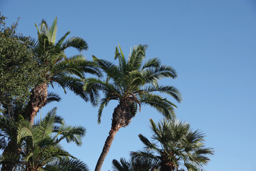 Low angle view of palm trees under the blue southern California sky