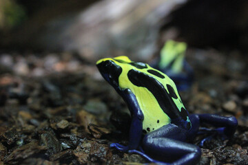 Poiseb Dart Frog