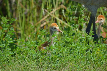 A baby sandhill crane stands in the tall grass in a Florida wetland environment