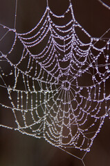 Naklejka premium Dewdrops Like Pearls On A Spider S Web