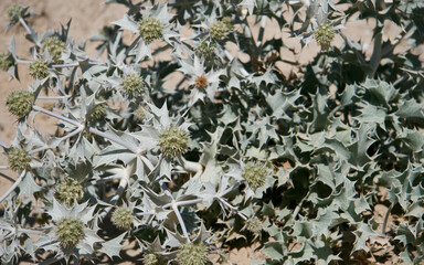Sea Holly