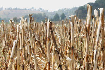 campo de maíz cosechado y seco. 