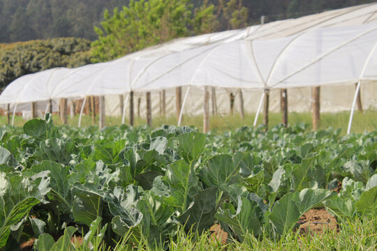 siembras en el campo y un invernadero al fondo