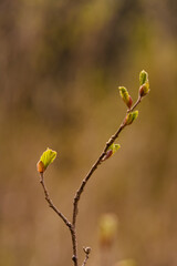 Zweig mit Knospen
