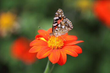 butterfly