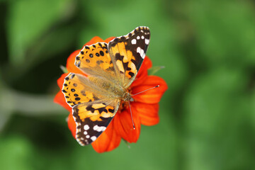 butterfly