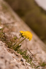 L&ouml;wenzahn w&auml;chst auf einer Strasse