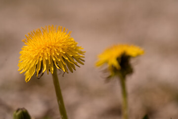 L&ouml;wenzahn w&auml;chst auf einer Strasse