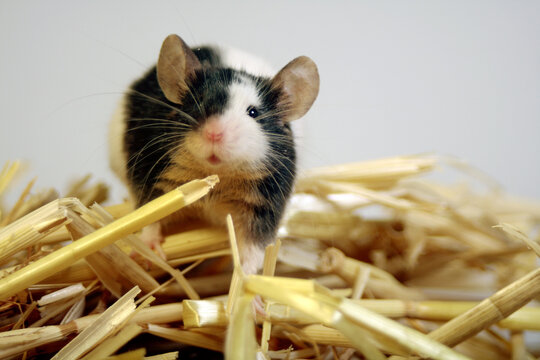Mouse On Straw