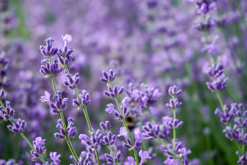 Lavender. Lavender field in macro. Lavender flowers in the field