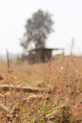 plantas sin flor en el campo frente a una choza de cultivos