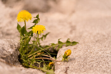 L&ouml;wenzahn w&auml;chst auf einer Strasse