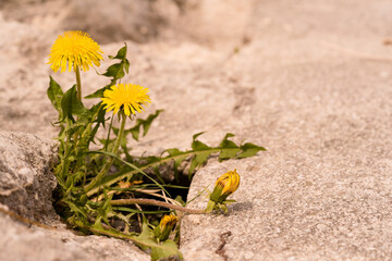 L&ouml;wenzahn w&auml;chst auf einer Strasse