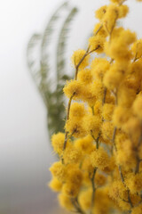 Naklejka premium Spring flowers of mimosa. Mimosa close up, spring season concept. symbol of March 8, happy womens day. selective focus. The yellow acacia is large.