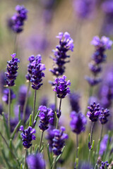 Lavendel