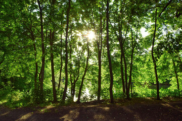 Fototapeta premium Trees by the lake in the park in the rays of the setting sun