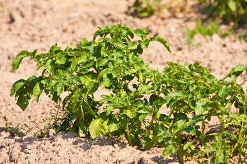 Potato Plants On A Field