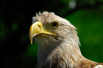 Sea Eagle Or White Tailed Eagle